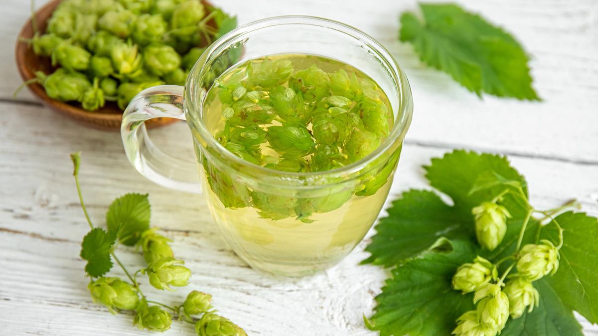 Herbata z chmielu zapewni lepszy sen