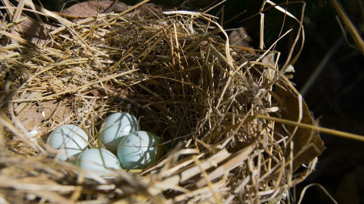 Ptaki używają plastiku do budowy gniazd  