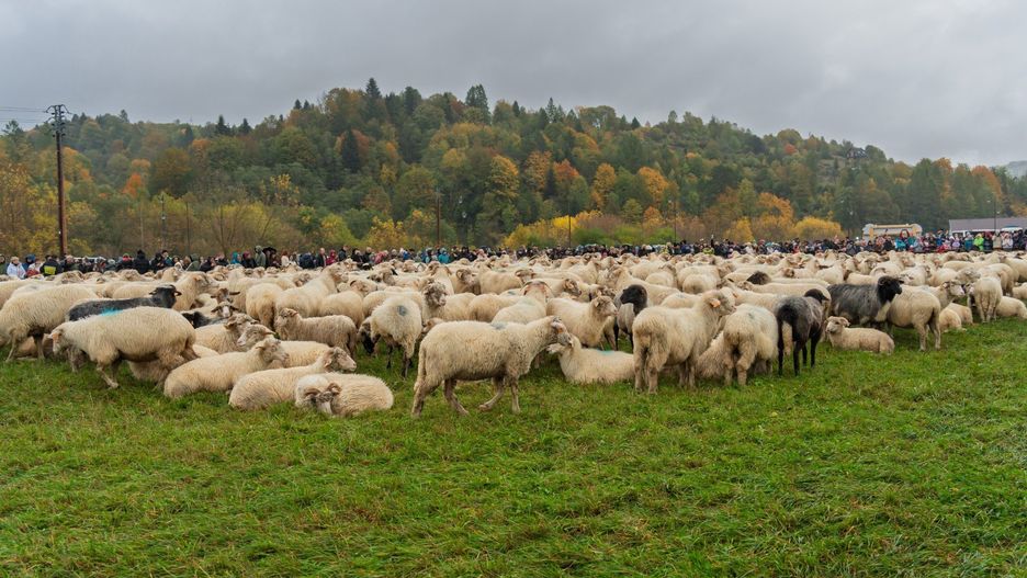 Jesienny redyk w Szczawnicy. Tłumy turystów i morze owiec
