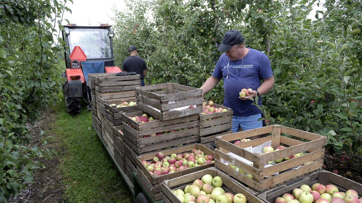zbi�r jab�ek
�urawica (woj. podkarpackie), 20.07.2015. Zbi�r jab�ek w gospodarstwie sadowniczym Tadeusza Szeligi w �urawicy na Podkarpaciu, 20 bm. W tym roku pogoda sprzyja�a uprawie jab�oni i sadownicy licz� na wysokie plony. W sprzeda�y pojawi�a si� ju� pierwsza wczesna odmiana jab�ek Geneva. (dd/zuz) PAP/Darek Delmanowicz ***Zdj�cie do depeszy PAP pt.  Zapowiadaj� si� dobre zbiory jab�ek***
Darek Delmanowicz
geneva, gospodarstwo sadownicze, jab�ka, jab�ko, owoce, plony, podkarpacie, rolnictwo, sad, sadownictwo, uprawa, zbiory, zbi�r, �urawica, skrzynka skrzynki, uprawy
