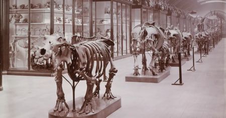 Po ponad 80 latach otwierają zamkniętą salę Muzeum Historii Naturalnej w Londynie