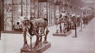 Po ponad 80 latach otwierają zamkniętą salę Muzeum Historii Naturalnej w Londynie