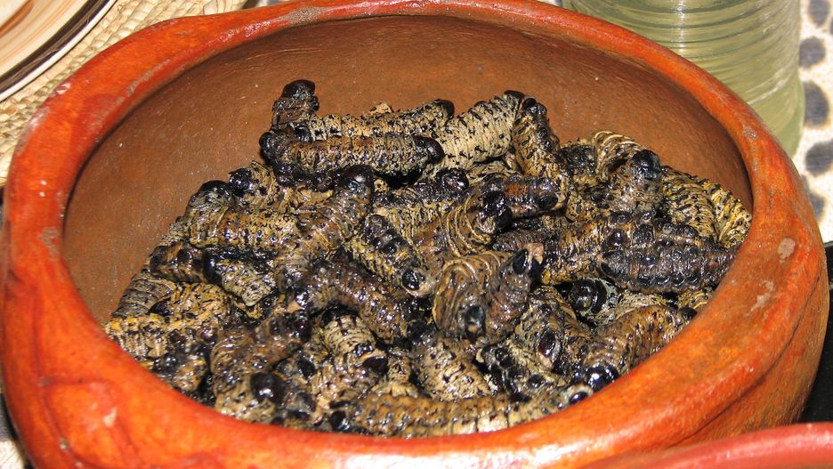 Gąsienice są bogate w białko