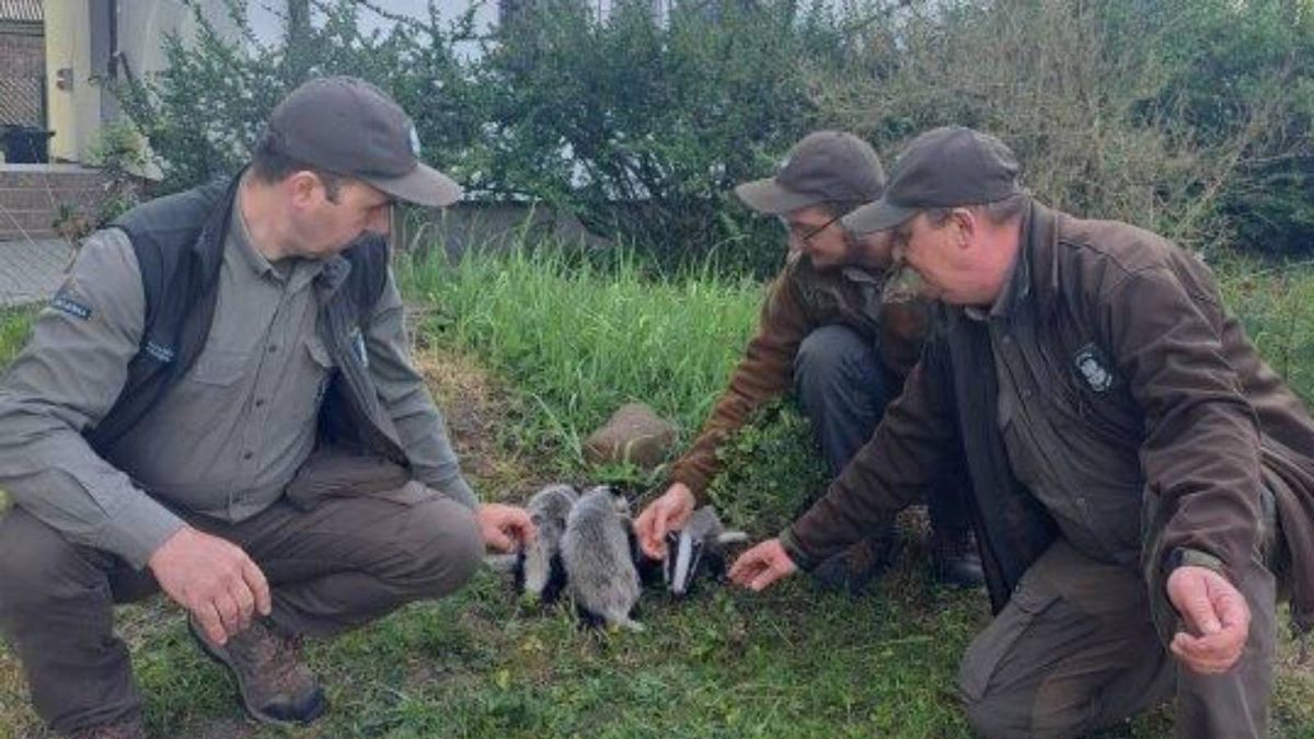 Leśnicy nie wahali się nawet przez chwilę, uratowali małe borsuki