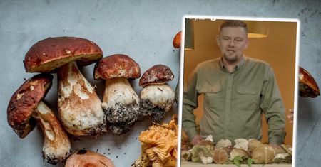 Jak poprawnie suszyć grzyby? Ekspert zdradził, jak to robi