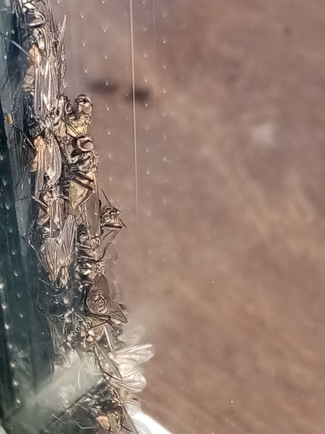 Muchy na jednym z domów w Mszczyczynie, położonych blisko fermy Wojciecha Biernackiego