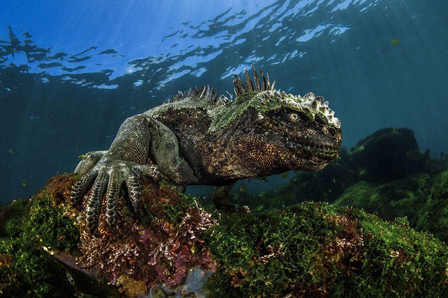 Takiego świata nie znacie. Oto najpiękniejsze zdjęcia podwodne w konkursie Underwater Photographer of the Year 2017 13