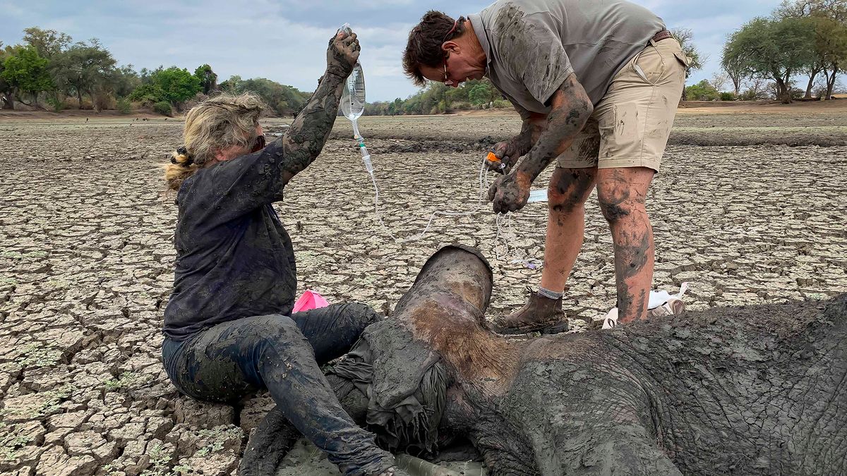 Akcja ratunkowa dwóch słoniątek na zdjęciach. Sytuacja była groźna 1
