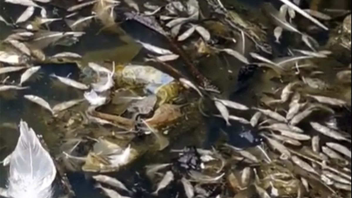 49-latka natknęła się na apokaliptyczny widok