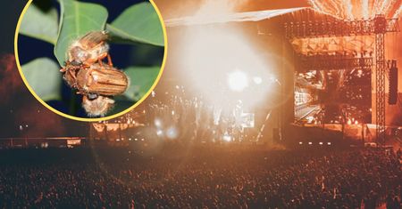Plaga na Openerze. Naukowiec z PAN tłumaczy, co się dzieje