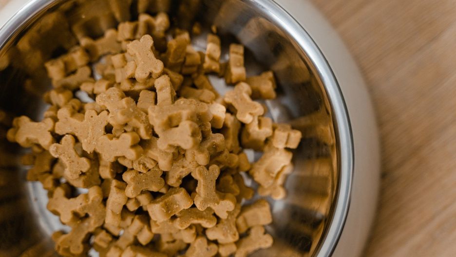 Czego nie mogą jeść psy?