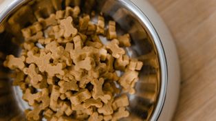 Tego nie mogą jeść psy! Oto 10 zakazanych produktów