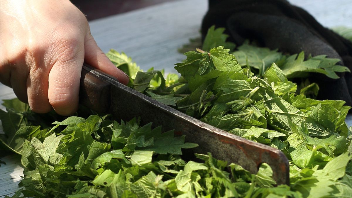 Ten chwast pomoże uporać się z oponką na brzuchu 