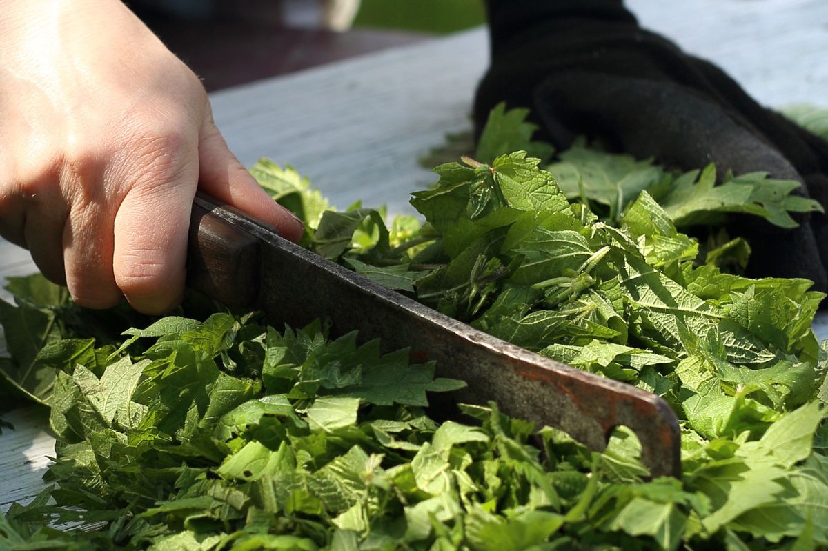 W Polsce jest uważana za chwast. Zaparz garść liści jak herbatę, a kilogramy zaczną lecieć jak szalone