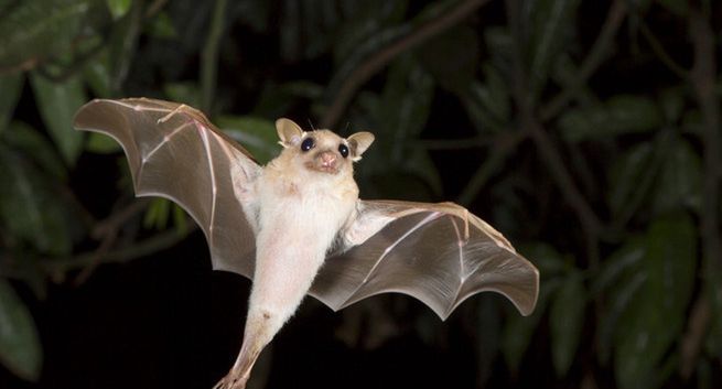 Ben Affleck, Zack Snyder i Amy Adams walczą o nietoperze