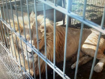 Czchów: Nielegalnie posiadał lwy afrykańskie i tygrysa bengalskiego