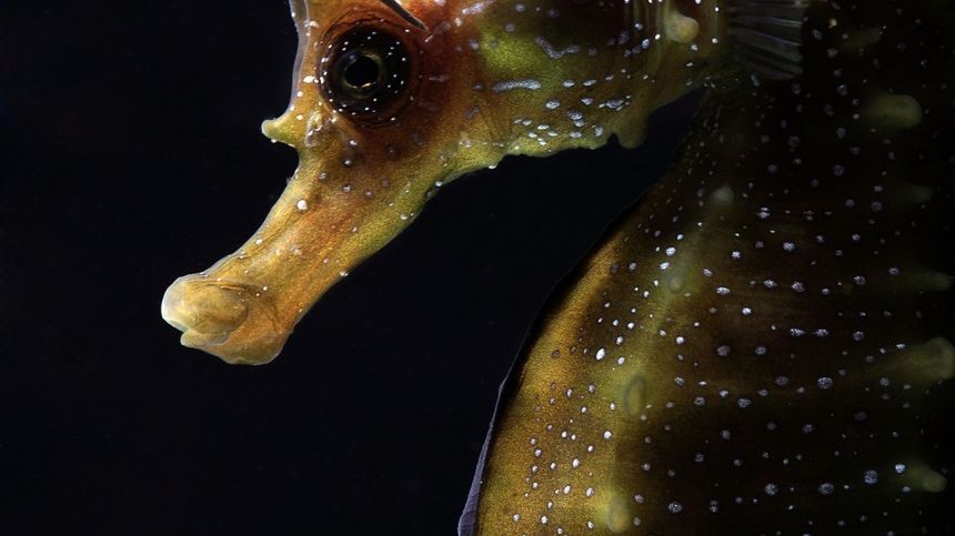 Underwater Photographer of the Year 2015 - najlepsze fotografie wykonane pod wodą 1