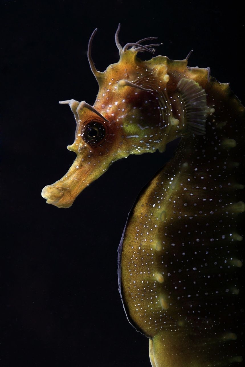 Underwater Photographer of the Year 2015 - najlepsze fotografie wykonane pod wodą 1