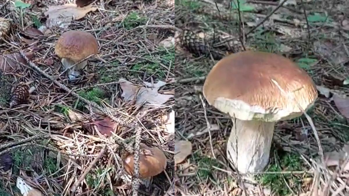 Grzyby na grzybach. Nadleśnictwo pokazało znalezione borowiki