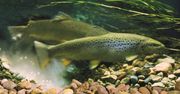 Niepokojące doniesienia naukowców. Pstrągi uzależniają się od narkotyków