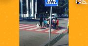 Pies przeprowadza dzieci. Nagranie kundelka z Batumi podbija internet i serca