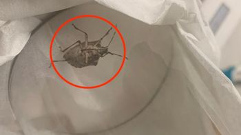 Już może wlatywać do domów. Pod żadnym pozorem nie dotykaj