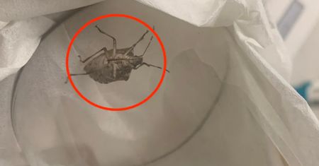 Zimą może wlatywać do domów. Pod żadnym pozorem nie dotykaj