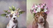 Sophie Gamand i jej uroczne portrety psów z kwiatowymi wianuszkami, które ułatwiają adopcję