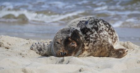 Zauważyli ją na plaży. Turyści od razu zareagowali