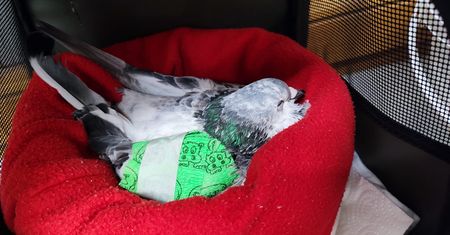 Bestialska zabawa w Kolonii. Mężczyzna wiąże skrzydła i wyrzuca gołębie przez okno