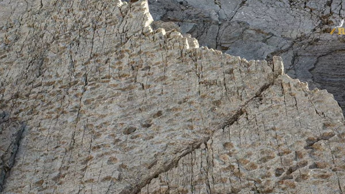 Ślady w Parku Narodowym Stelvio