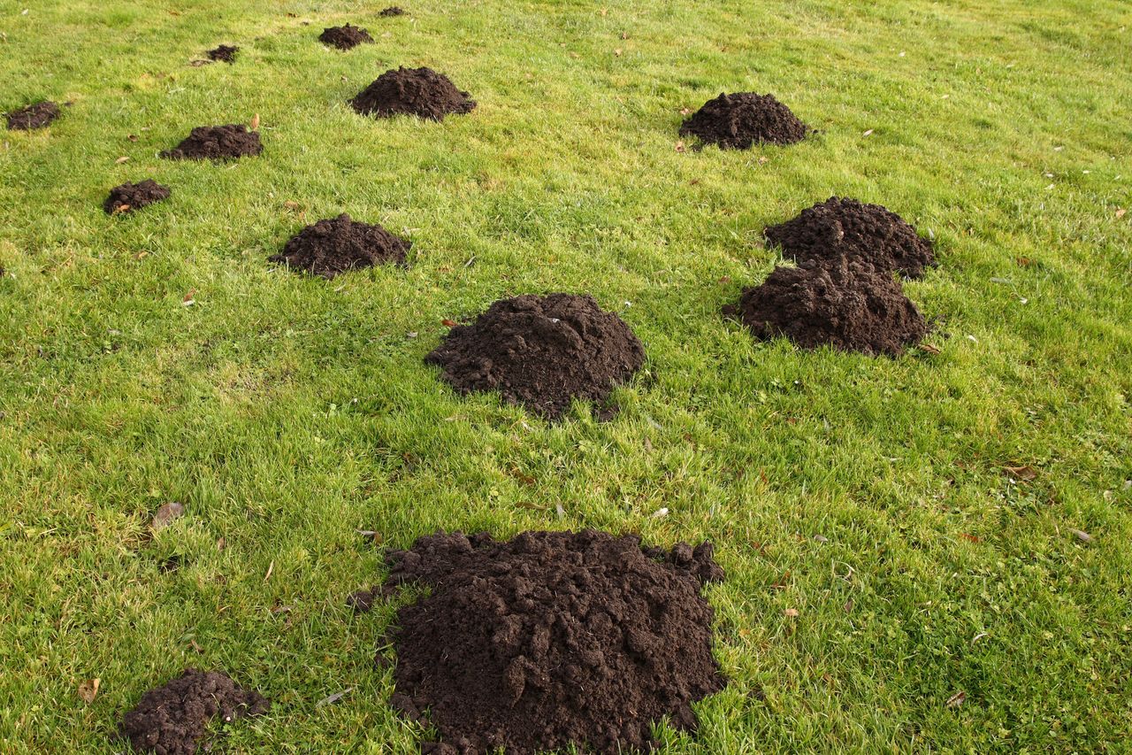How to get rid of moles from the garden? - illustrative picture