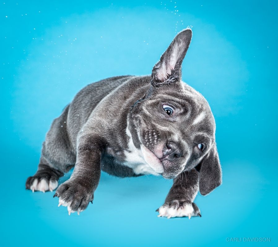 Shake Puppies - zakręcone szczeniaki Carli Davidson 12