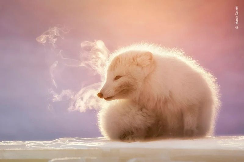 Publiczność wybrała najlepsze zdjęcia konkursu Wildlife Photographer of the Year 2021. Oto one 17