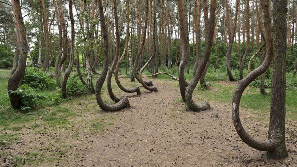 Lasy Państwowe pokazały wyjątkowe zdjęcie