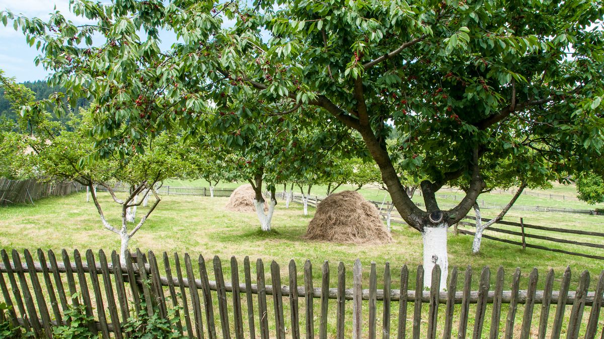 Co przepisy mówią o zbieraniu owoców z sąsiednich działek?