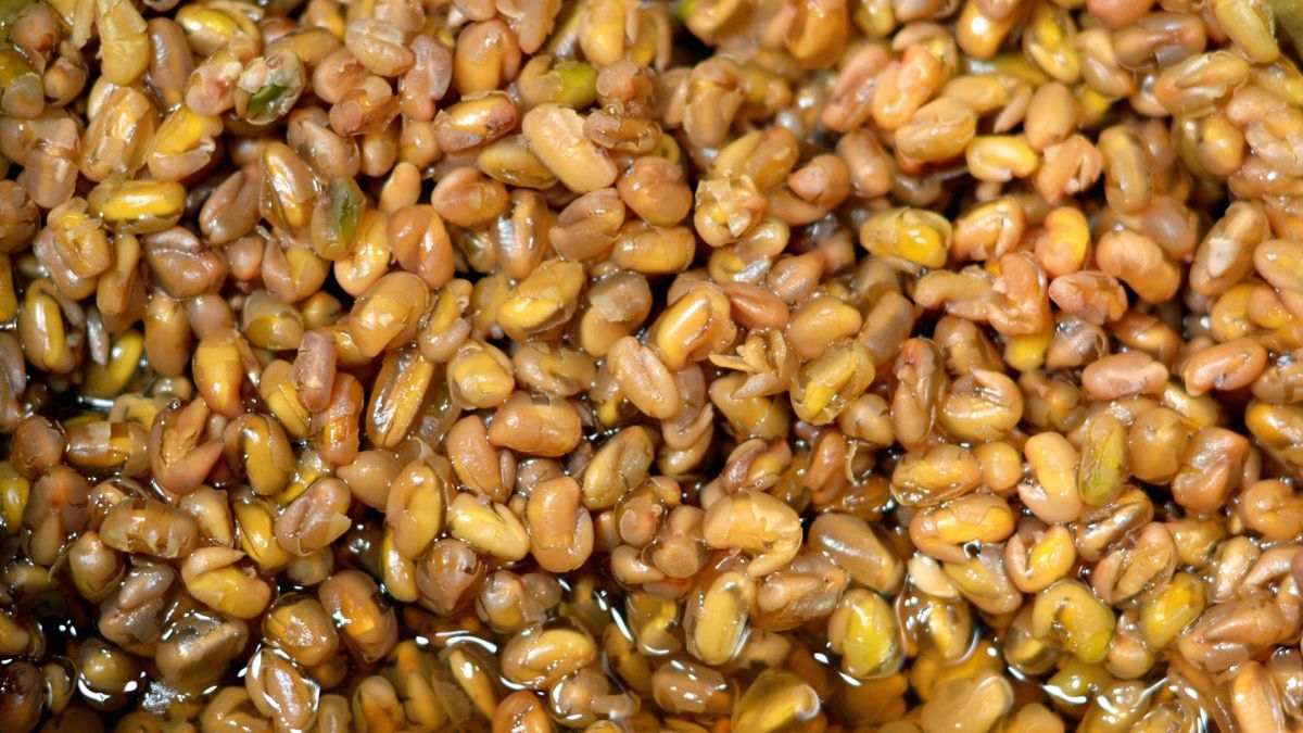 Nasiona kozieradki zalane wodą