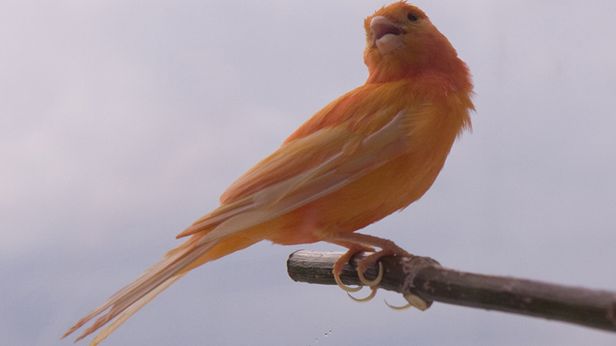 Twitter wreszcie jest po polsku! Czy przekona to Polaków do mikroblogów? 1