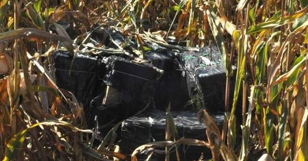 W polu kukurydzy ukrył 14 tys. paczek papierosów. Ich wartość to 200 tys. zł
