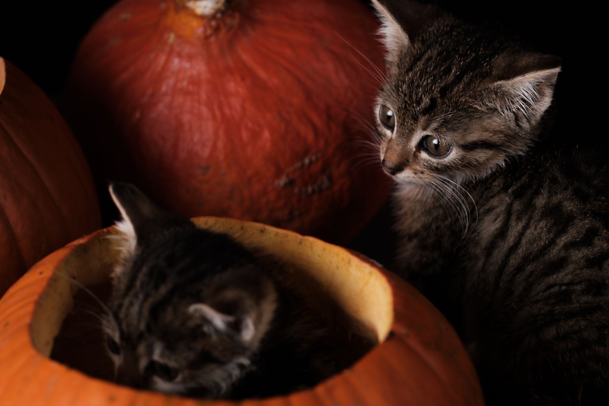 Halloween 2019: Zrobiłem sesję w schronisku, by pomóc w adopcji zwierząt 7