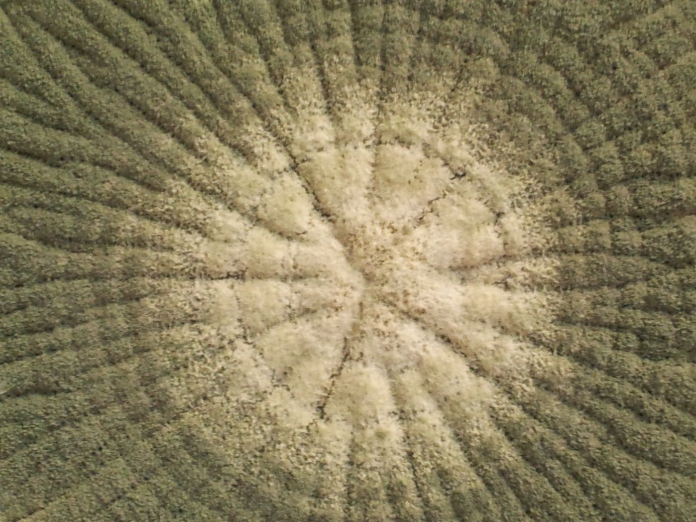 Aspergillus fumigatus