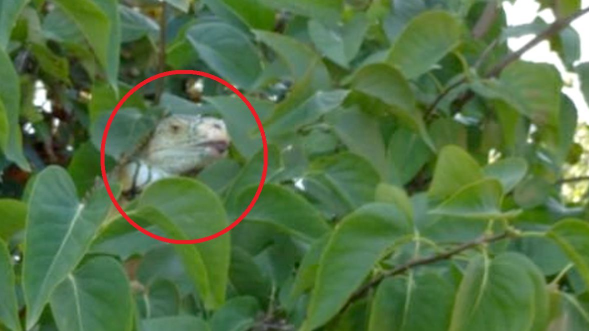 Niezwykła interwencja w gminie Chodel