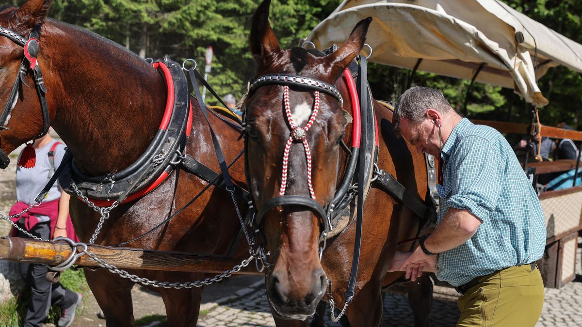 Zastąpią konie nad Morskim Okiem