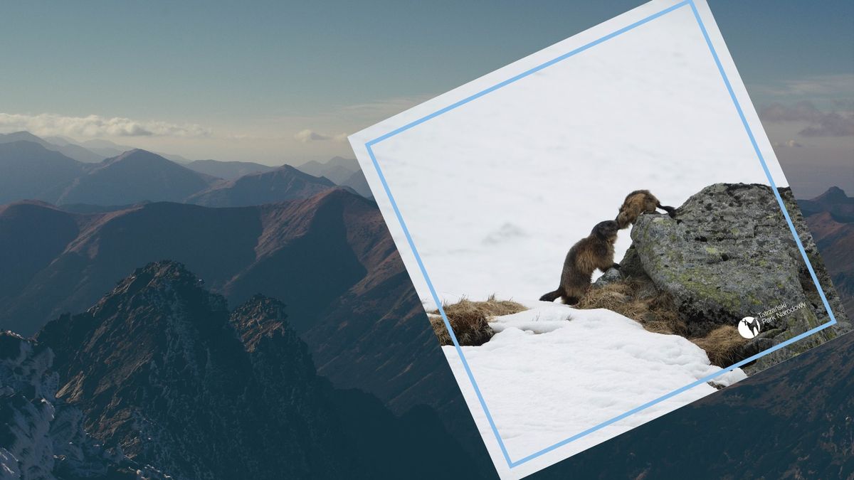 Wiosna w Tatrach. Świstaki szaleją