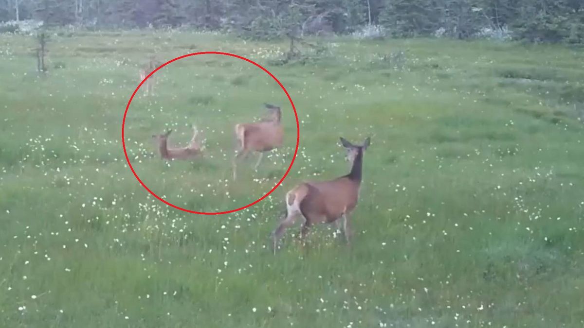 Przyłapali je na łące. Tylko zobaczcie, co wyczyniał koziołek