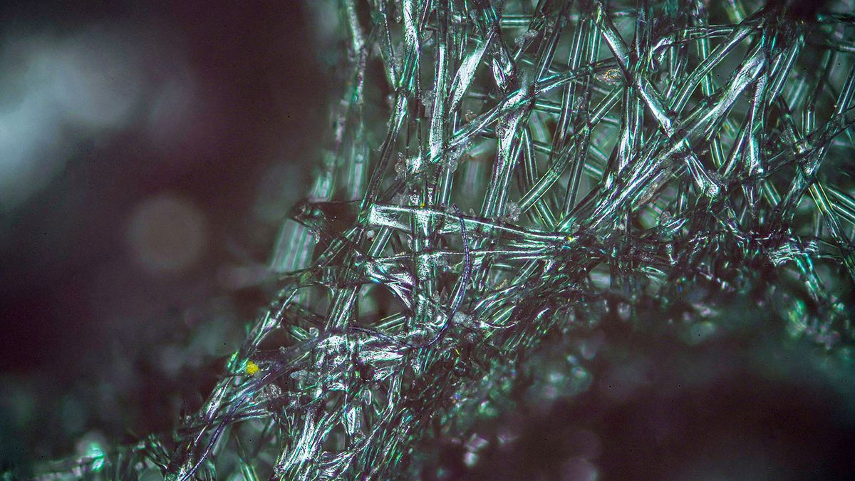 Tego nie zobaczysz gołym okiem. Oto świat mikrofotografii Jarka Małkowskiego 1