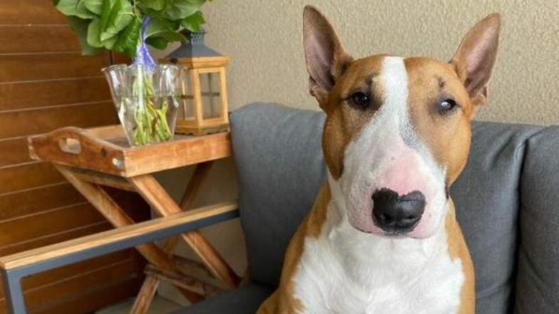 Pupil Krzysztofa Ibisza