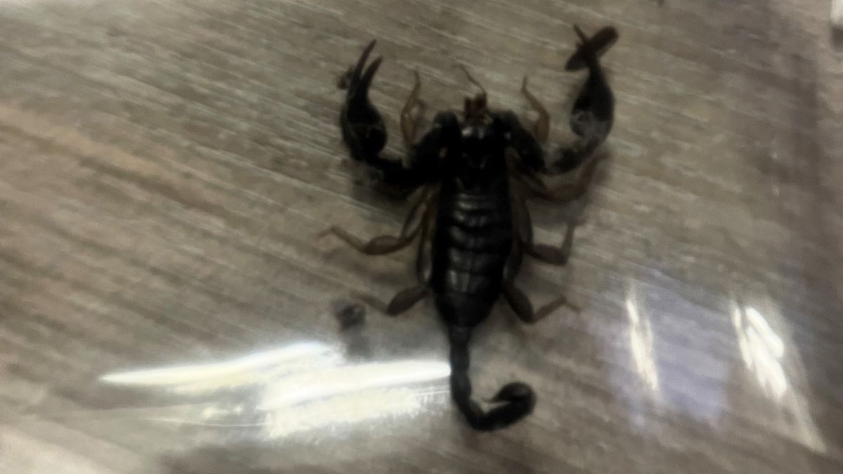 Mieszkanka jednego z krakowskich bloków zauważyła skorpiona