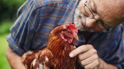 Kolejne przypadki grypy ptaków. Czy choroba zagraża ludziom?