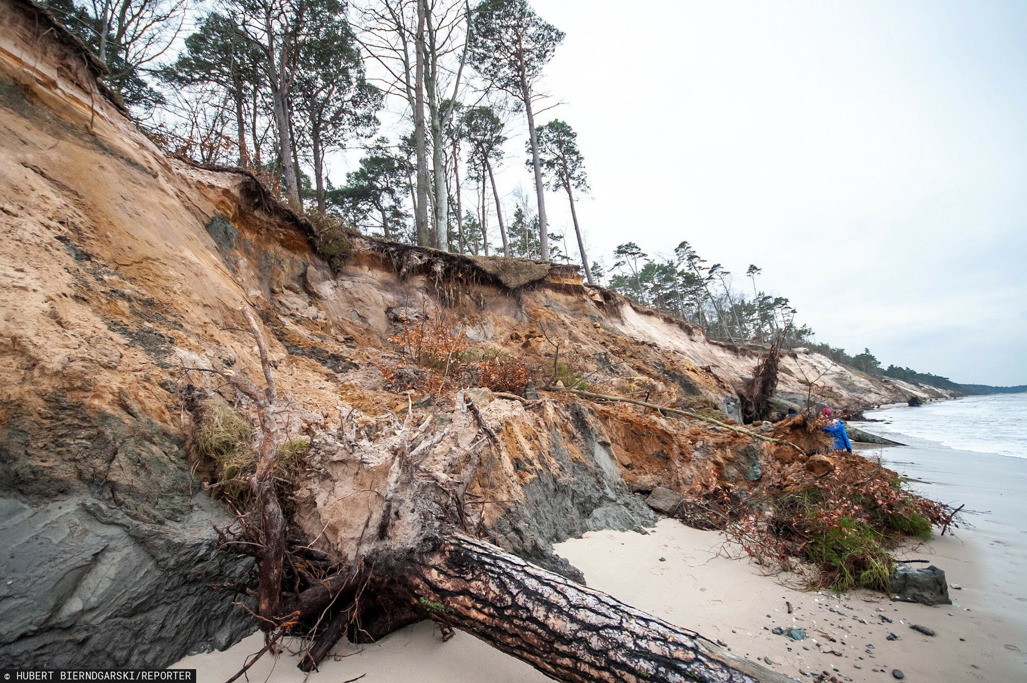 Bałtyk podmył klif w Orzechowie. "Bardzo duże straty" 